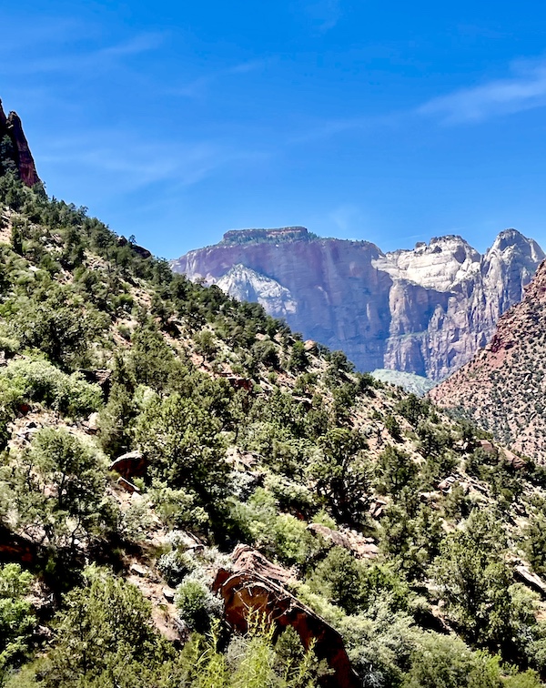 Colorful mountains of every hue with plants growing on the ones in the foreground at Zion NP