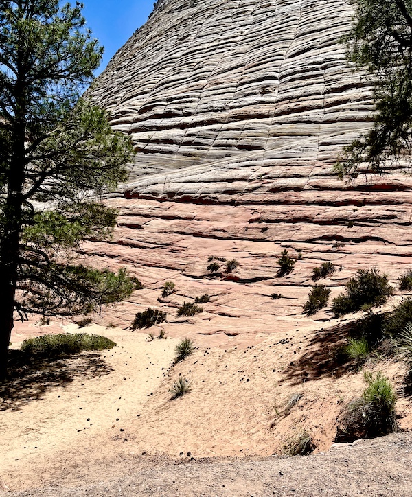 Pink and gray layers of mountain with trees at Zion National Park Utah