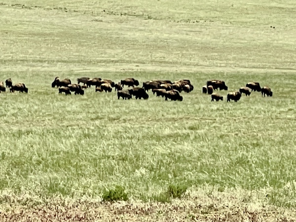 Herd of bison grazing in a huge open field on our way back to Parowan from Zion National Park Utah