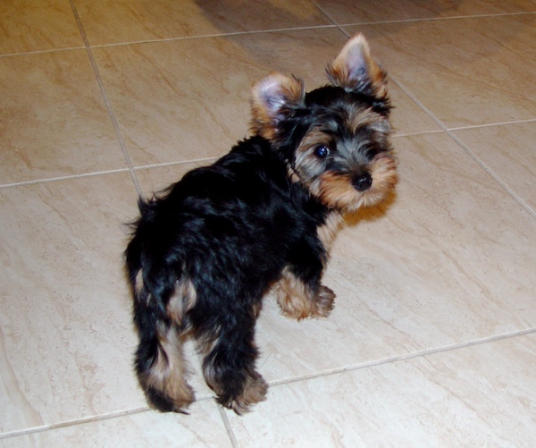 We say Farewell Sweet Prince Hershi to our Black and tan Yorkie puppy