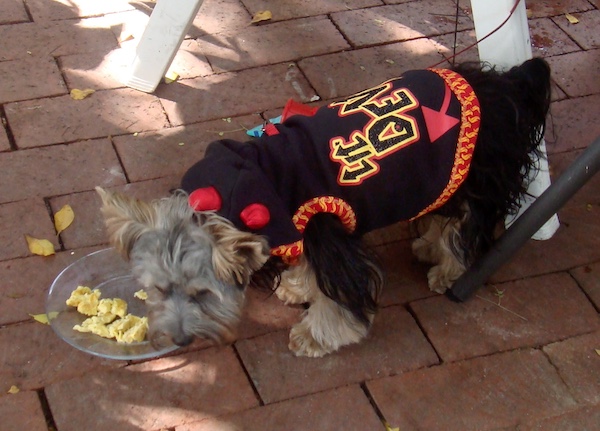 Hershi in a little devil costume for Halloween