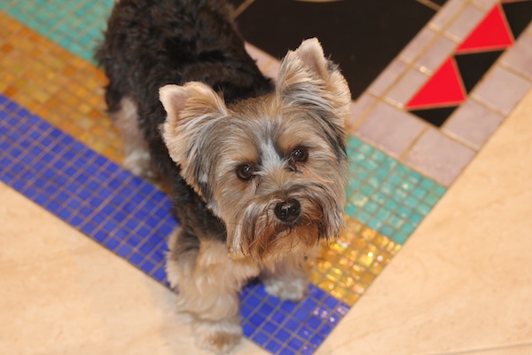 Farewell Sweet Prince Hershi who looked so good standing on a colorful mosaic.