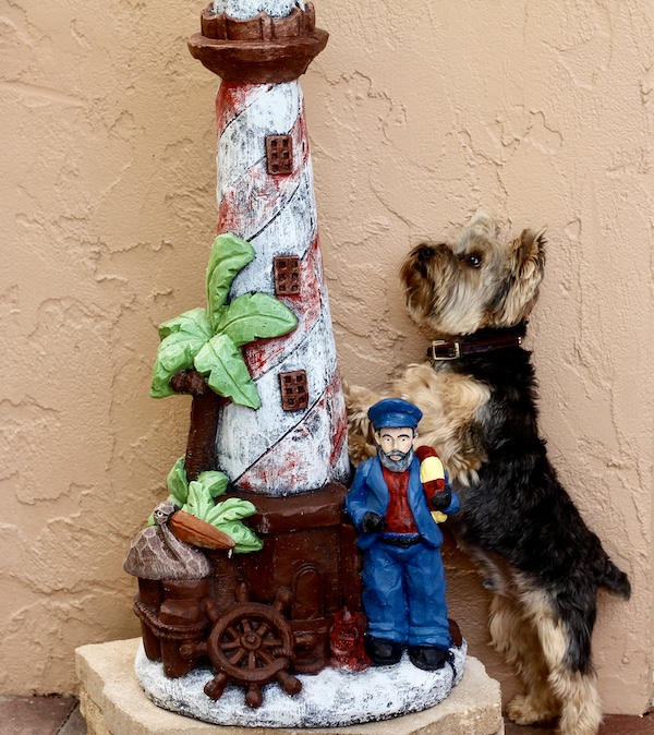 Black and tan Yorkie looking at a decorative lighthouse