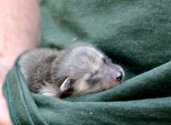 Tiny newborn raccoon being held in a green t-shirt.