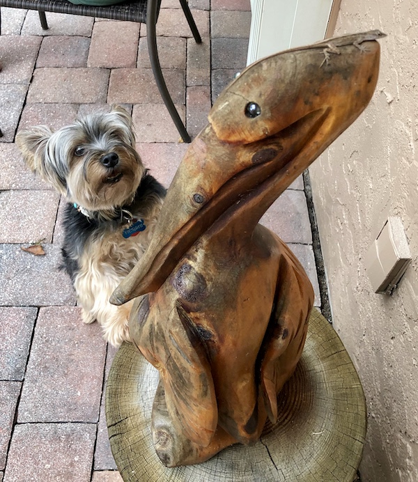 Farewell Sweet Prince Hershi who loved to alert us to lizards on carved wooden pelican