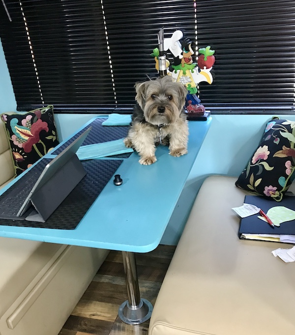 Farewell Sweet Prince Hershi who loved to jump on the RV dinette table when we weren't looking
