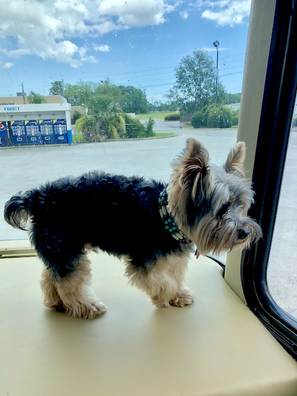 Farewell Sweet Prince Hershi who loved bing up on the dash of our RV