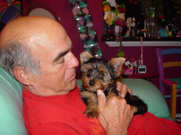 Yorkie puppy snuggling with Daddy who's wearing a red Tee.