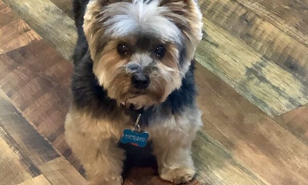 Black and tan Yorkie posing on the wood floor of Ladybug