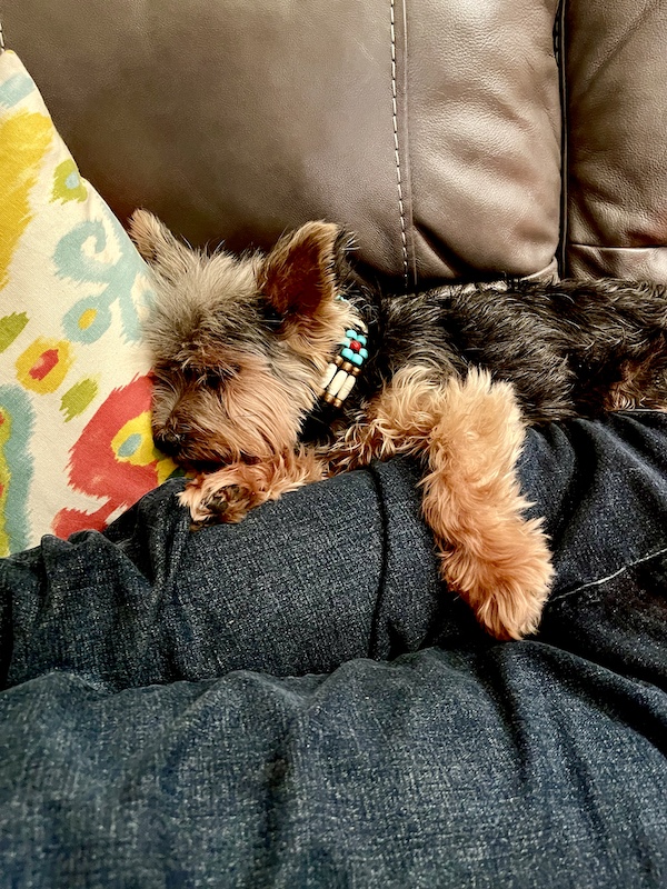 Hershi sleeping on a brown sofa by his daddy.