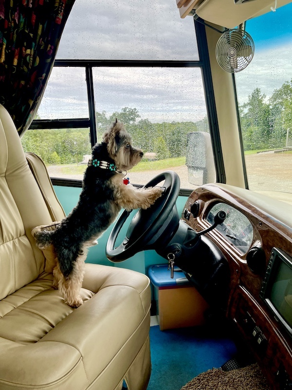 Hershi at the steering wheel of our RV. Farewell Sweet Prince Hershi