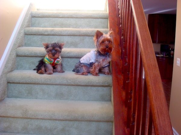 Two Yorkies on gray carpeted stairs.