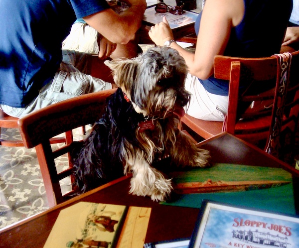Farewell Sweet Prince Hershi, sitting at a table at a bar in Key West.