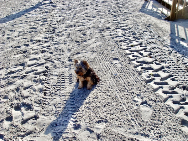 Farewell Sweet Prince Hershi who loved being on the beach.