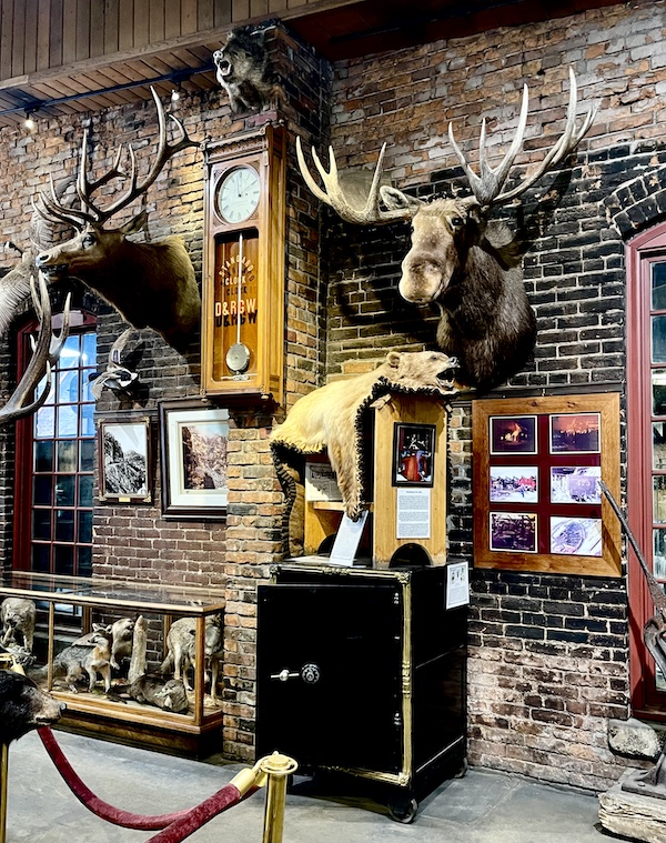 Huge moose head on the wall with bear skin under it as part of a display at the train museum