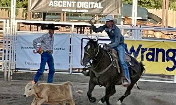 Cowboy on horseback tossing pope lasso in the air to capture the calf at Our First Rodeo Durango CO