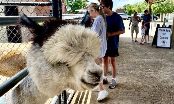 Smiling alpaca with white face and black ears at Majestic Meadows Alpacas Ohio