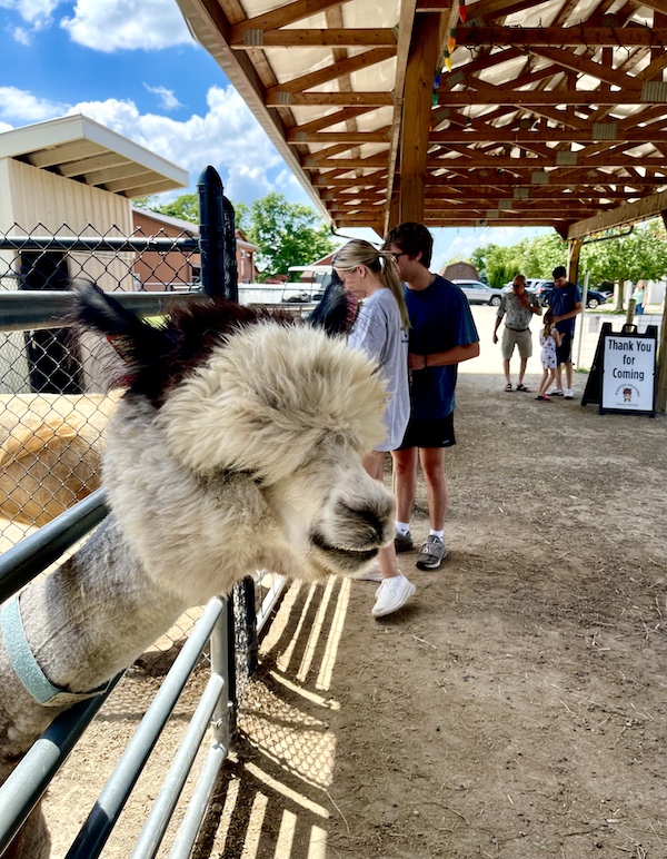 Smiling alpaca with white face and black ears at Majestic Meadows Alpacas Ohio