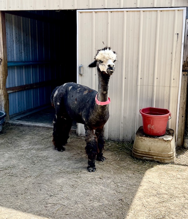 Young black and white alpaca by a barn with a red bucket at Majestic Meadows Alpacas Ohio