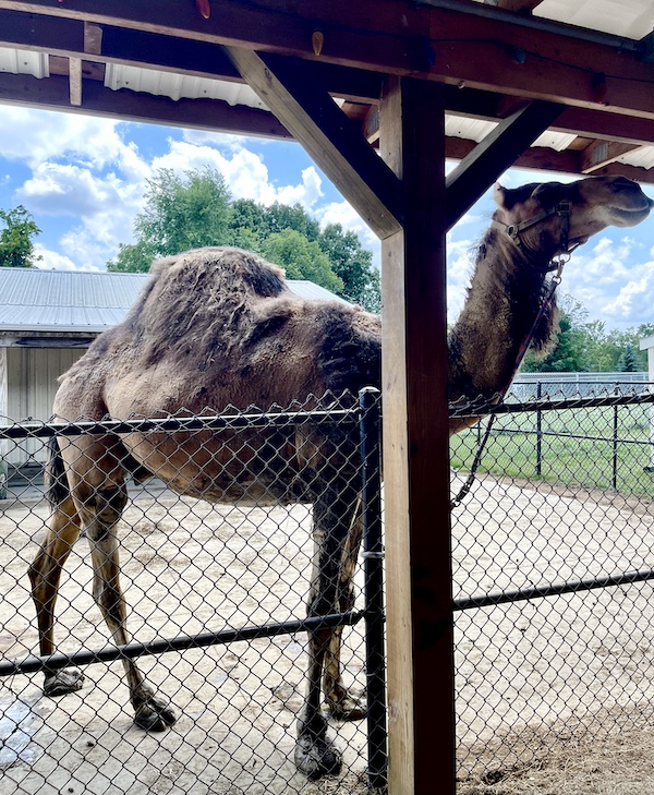 Large one hump camel or dromedary behind a chain link fence at Majestic Meadows Alpacas Ohio