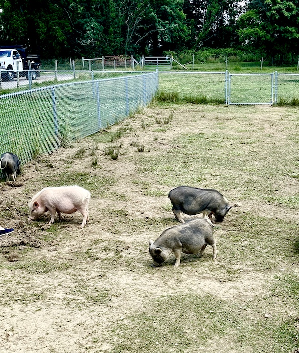 Four miniature pot belly pigs grazing at Majestic Meadows Alpacas Ohio