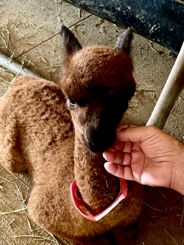 Baby chocolate alpaca that Steve's petting at Majestic Meadows Alpacas Ohio