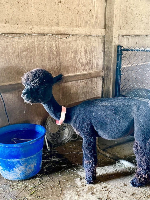 Baby charcoal gray alpaca with pink collar at a blue water bucket at Majestic Meadows Alpacas Ohio