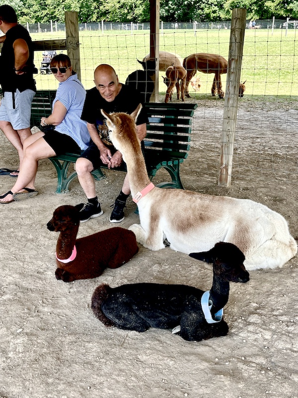 Beige mama alpaca and her two black babies lying by Steve's feet at Majestic Meadows Alpacas Ohio