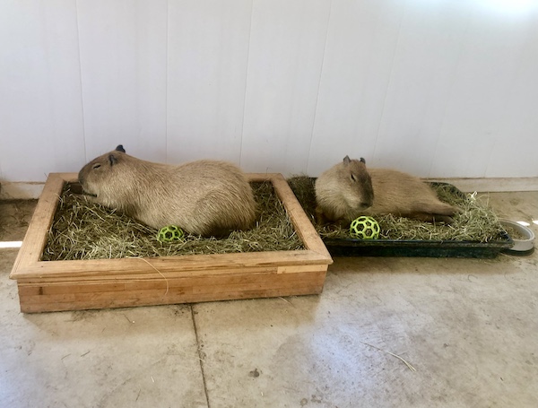 Two capybaras each in their own pen at Majestic Meadows Alpacas Ohio