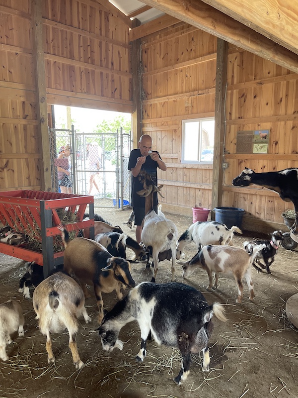 Steve feeding his entourage of a whole bunch of goats at Majestic Meadows Alpacas Ohio