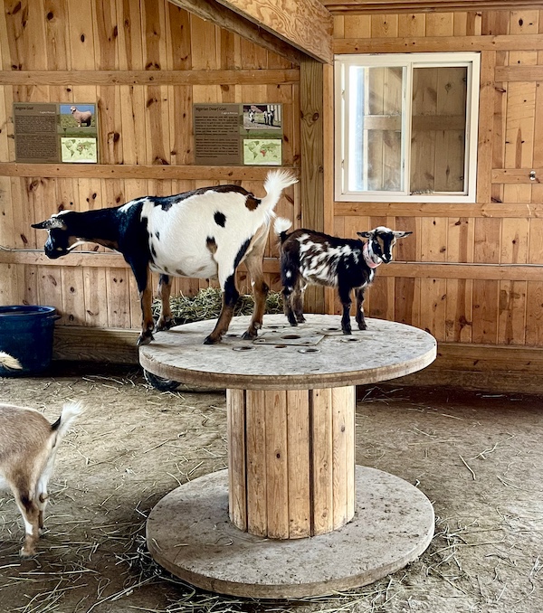 Pair of goats atop a table in the barn at Majestic Meadows Alpacas Ohio