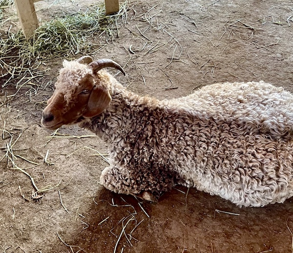 A sheep resting on the dirt at Majestic Meadows Alpacas Ohio