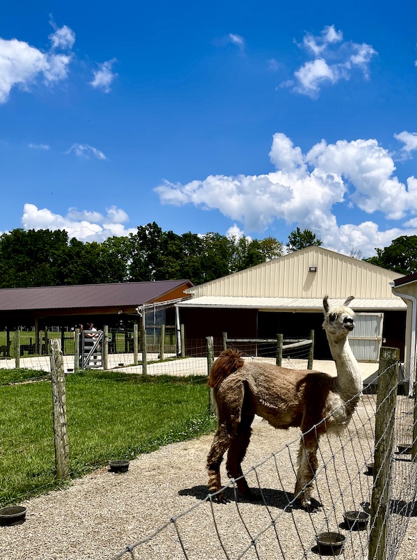 White and tan llama by the fence at Majestic Meadows Alpacas Ohio