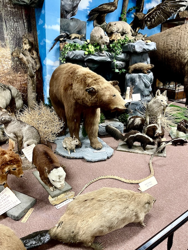 A variety of taxidermy animals including bear and skunks at Nebraska's Cambridge Museum