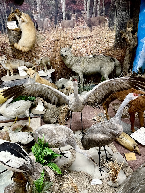 Birds and other taxidermy animals on display at Nebraska's Cambridge Museum
