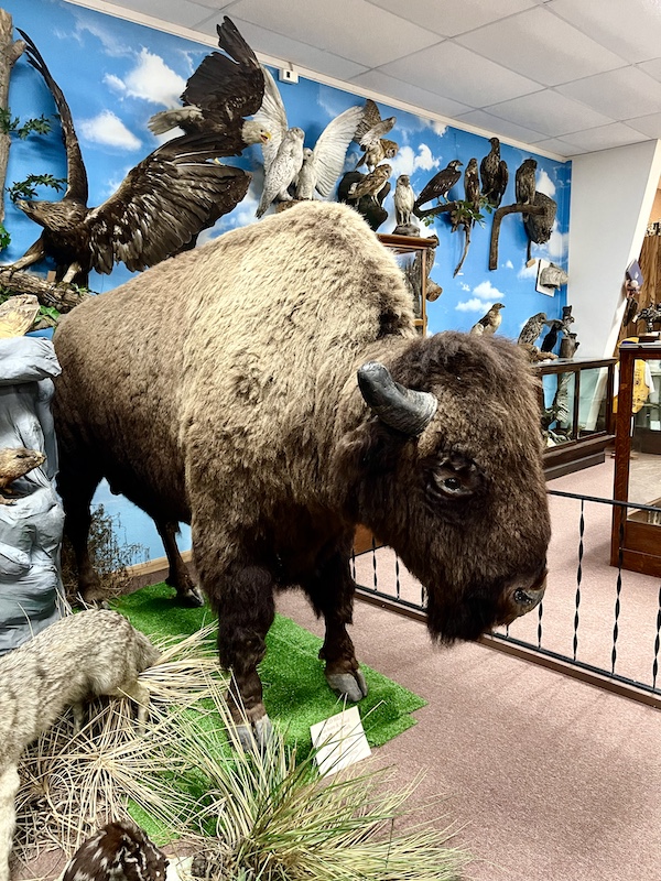 Taxidermy bison and other animals on display at Nebraska's Cambridge Museum