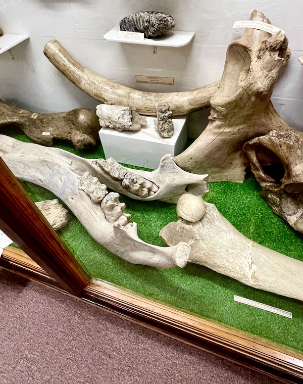 Fossilized dinosaur bones and rhino bones on display at Nebraska's Cambridge Museum
