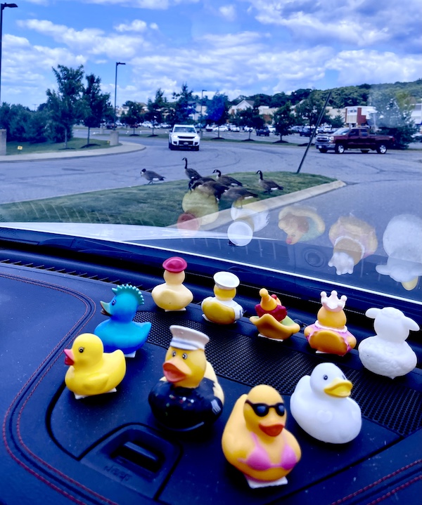 Looking our our Jeep windshield at a flock of geese with our rubber ducks on our dash in Upstate New York