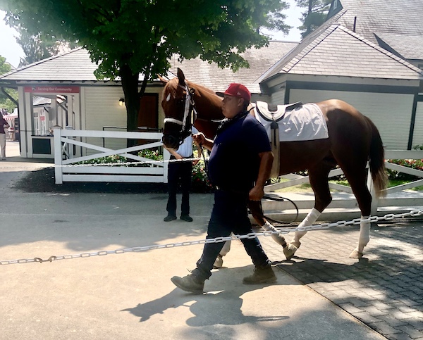 Horse groom walking a dark brown horse at Historic Saratoga Race Course