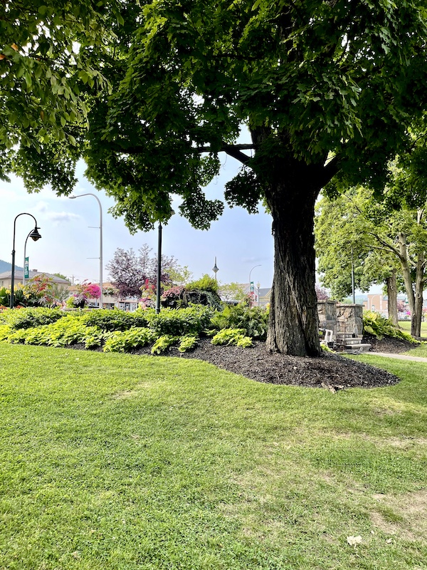 Green lawn, large leafy tree and shrubbery at the park in Lake George New York