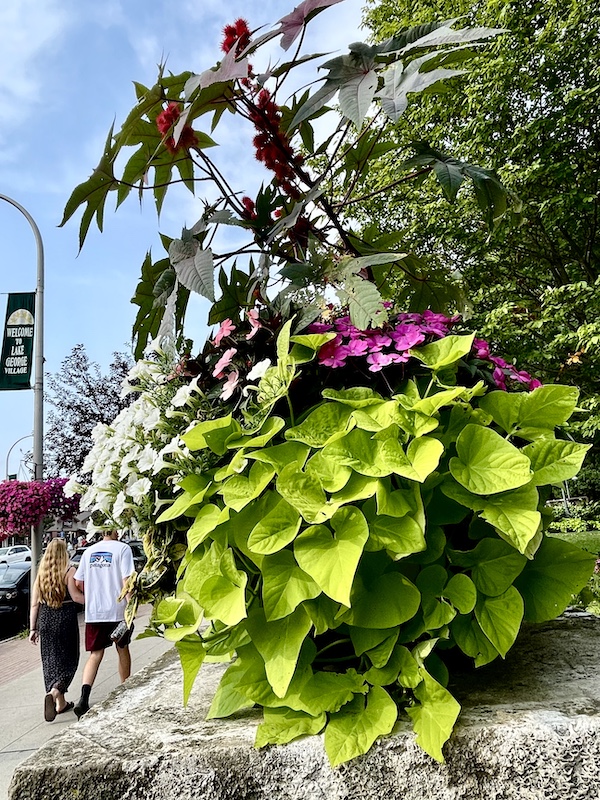 Flowering plants at the park by the Lake