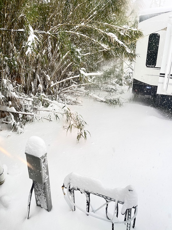 NOLA Should be Renamed SNOWLA! Bamboo covered in snow at our park