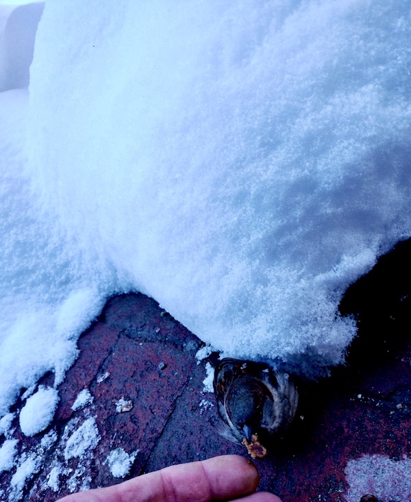 NOLA Should be Renamed SNOWLA! Bird getting food from a man's hand at edge of snow pile.