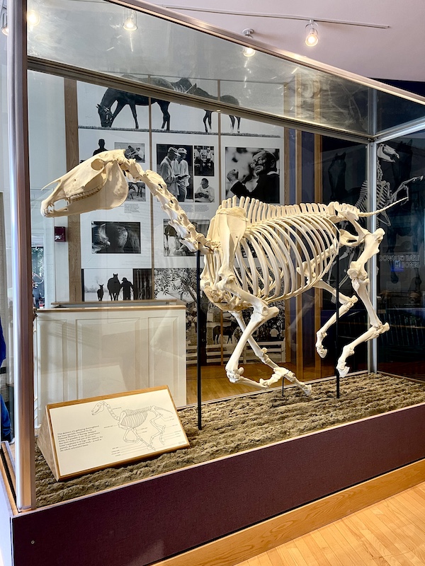 Skeleton of a horse in motion on display at the National Museum of Racing and Hall of Fame