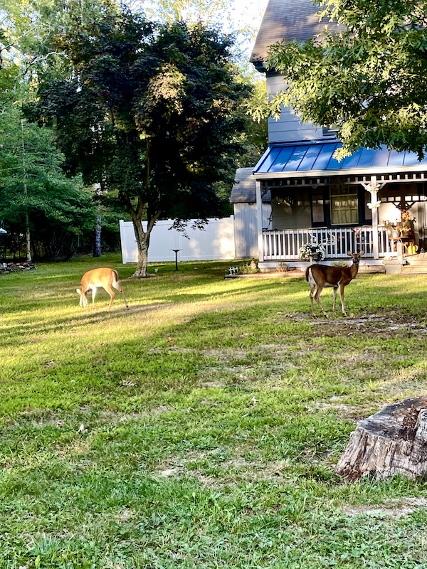 Pair of deer on the front lawn of a house near the Jersey Shore