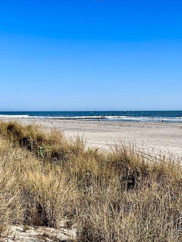 Reeds, beach and ocean are part of our Autumn Memories at Jersey Shore