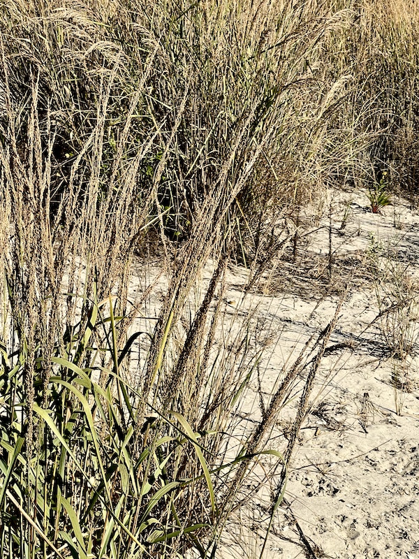 Dense reeds of the beach, part of our Autumn Memories at Jersey Shore
