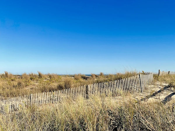 Reeds, sand dunes and fence at Jersey Shore