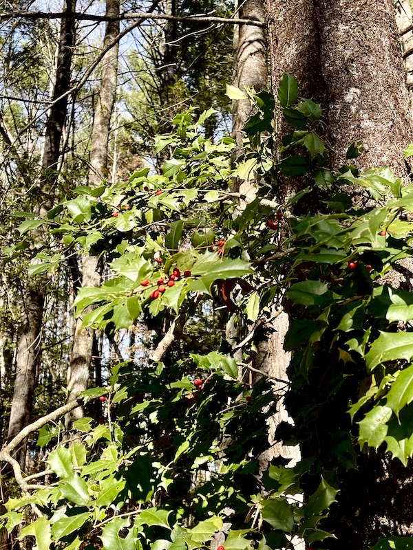 Holly bush with red berries in the woods.
