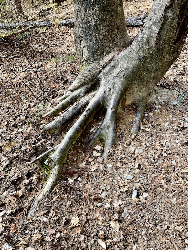 Tree roots along the ground look like they're holding hands. I'm so Happily Back to Writing!